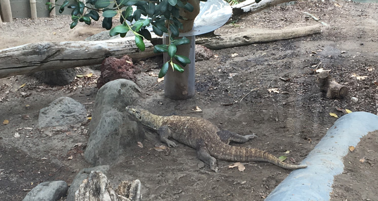 Toronto zoo - dragão-de-komodo