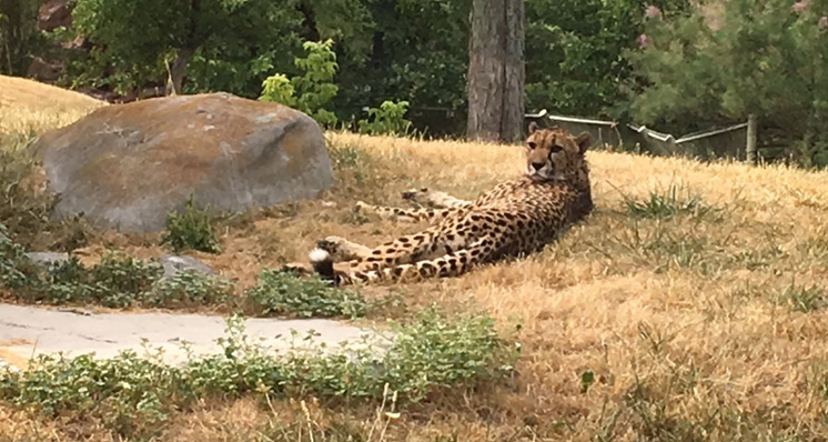 Toronto zoo -leopardo