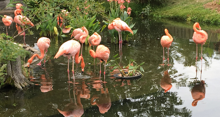 Toronto zoo - flamingos