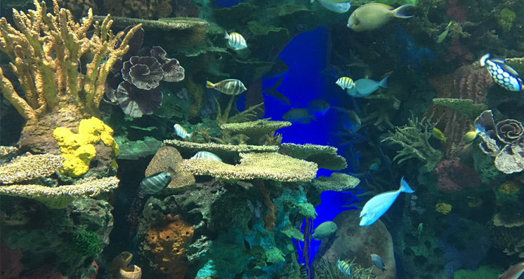 Ripley’s Aquarium