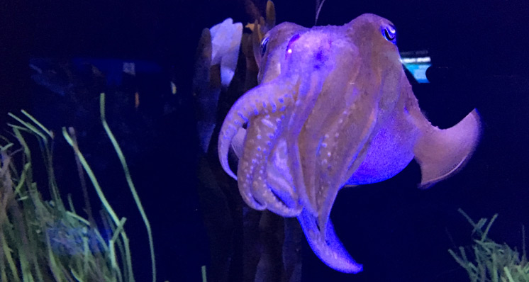 Ripley’s Aquarium