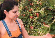 Colhendo maçãs em uma fazenda no Canadá