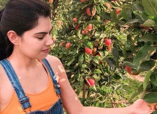 Colhendo maçãs em uma fazenda no Canadá
